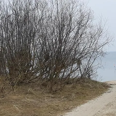 лора